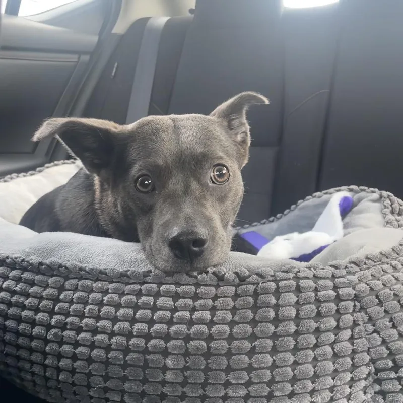 An adult medium-sized female Gray / Blue / Silver Mixed Breed dog named Yuki for adoption in Bismarck, ND