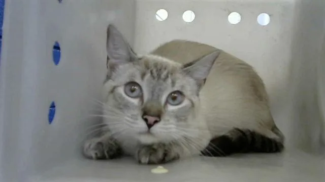 A young medium-sized female Domestic Short Hair cat named Marie for adoption in Albuquerque, NM