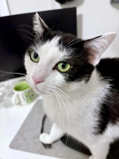 An adult medium-sized male Domestic Short Hair cat named Xavier for adoption in Washington, DC