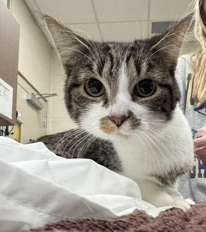 A young medium-sized female Domestic Short Hair cat named Private for adoption in Fishers, IN