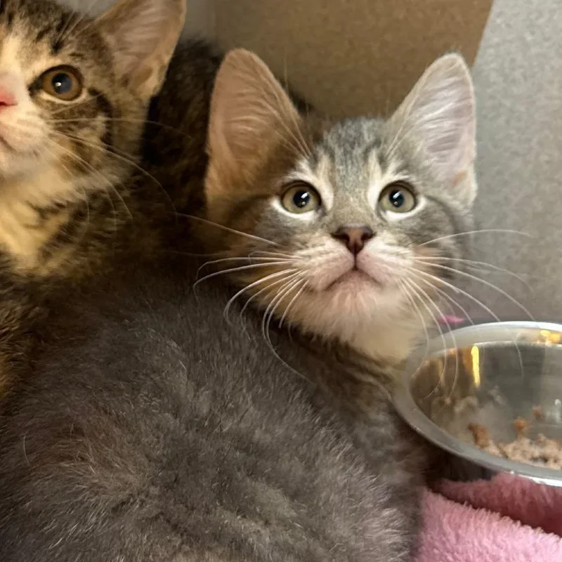 A baby small-sized male Gray / Blue / Silver Domestic Short Hair cat named Knack for adoption in Pittsburgh, PA