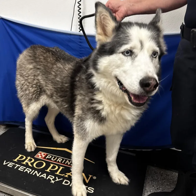 A senior large-sized male Alaskan Malamute dog named Osito for adoption in Henderson, NV