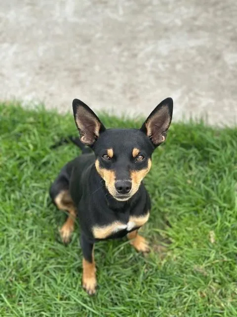 A young small-sized male Tricolor (Brown, Black, & White) Manchester Terrier dog named Kobe for adoption in Manteca, CA