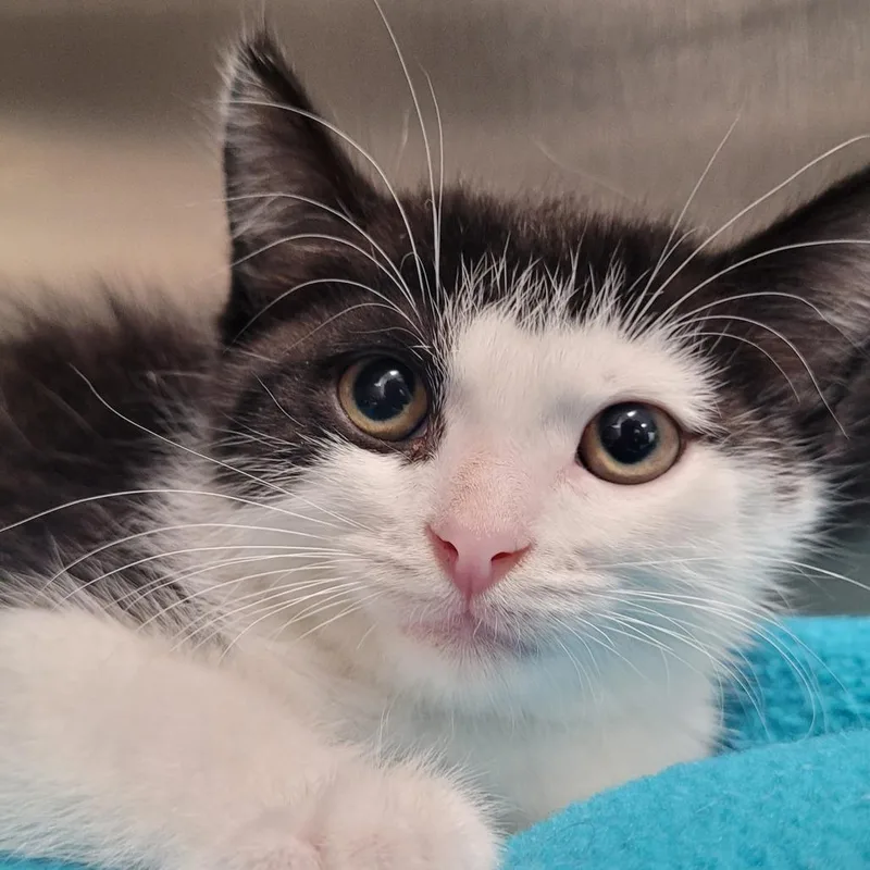 A baby small-sized male Black Domestic Short Hair cat named Bandit for adoption in Nashville, IN