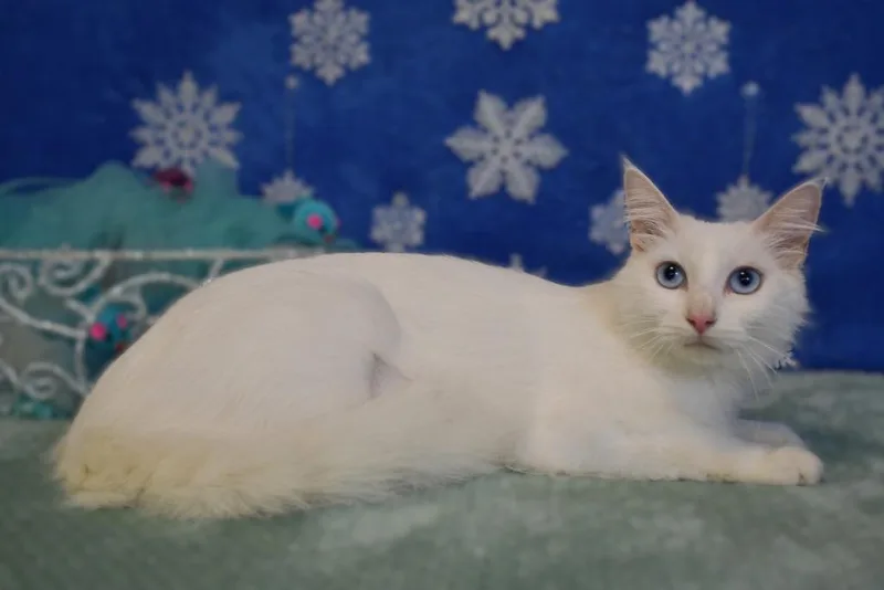 A young medium-sized female Domestic Medium Hair cat named Winty for adoption in Roanoke, TX