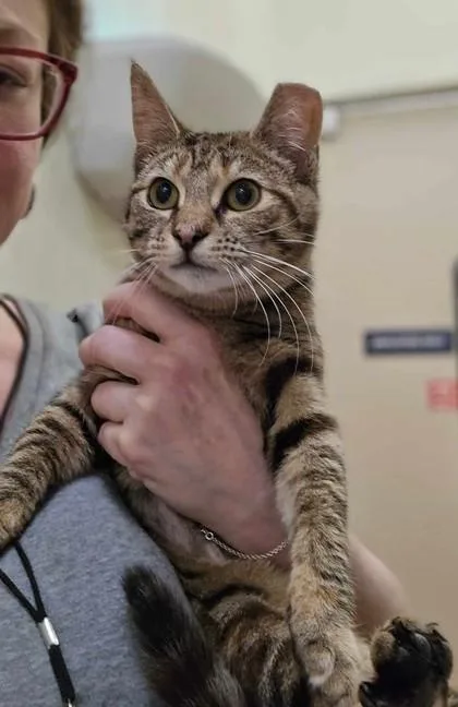 A baby small-sized female Tabby (Brown / Chocolate) Domestic Short Hair cat named Kiki for adoption in New York, NY