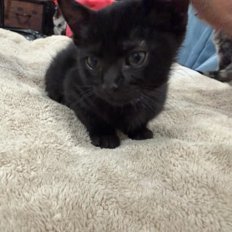 A baby small-sized male Black Domestic Short Hair cat named Rain Cloud for adoption in Austin, TX