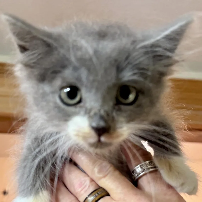 A baby small-sized female Gray / Blue / Silver Domestic Medium Hair cat named Naples Miller for adoption in Woodstock, VA