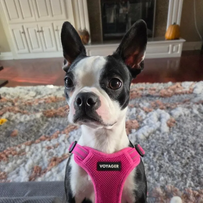 A young small-sized female Boston Terrier dog named Lola in NE for adoption in Elkhorn, NE