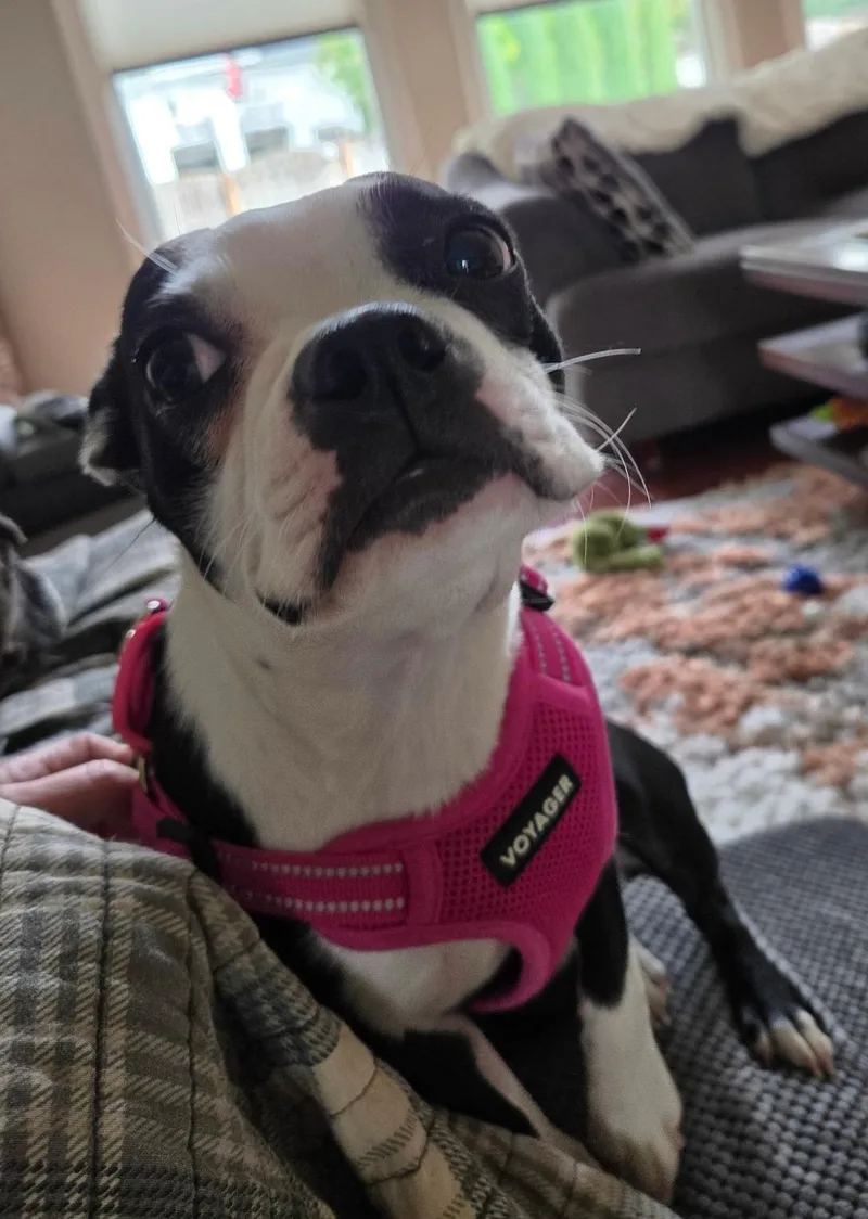 Lola in NE thumbnail 2