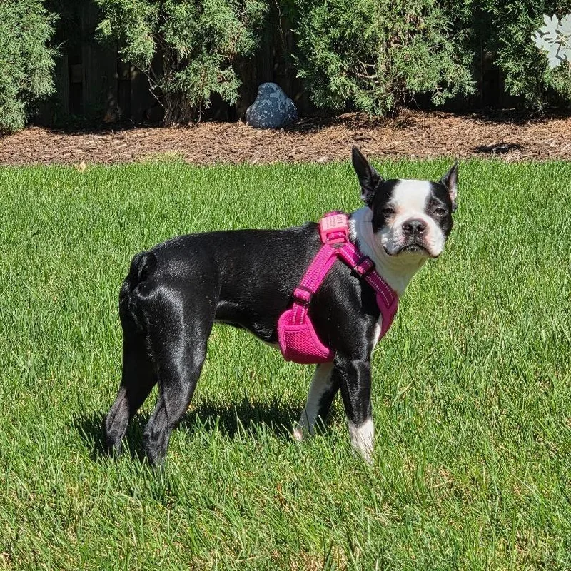 Lola in NE thumbnail 3