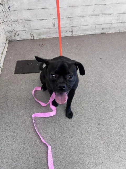 An adult small-sized female Pug dog named Lettie for adoption in San Bernardino, CA