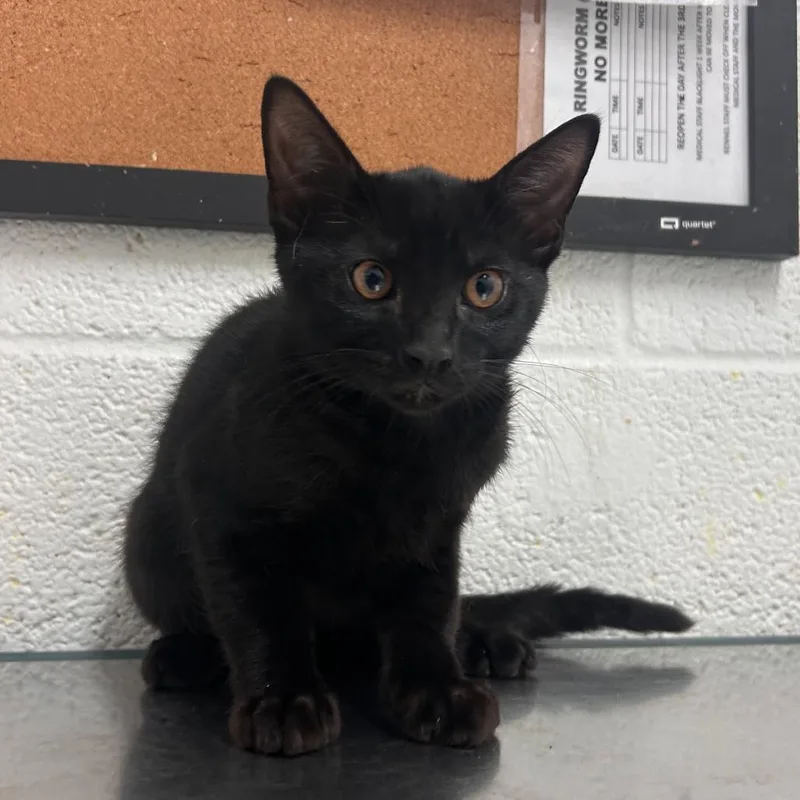 A baby small-sized male Black Domestic Short Hair cat named Ash for adoption in Edinburg, TX