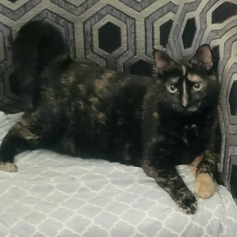An adult medium-sized female Tortoiseshell Domestic Short Hair cat named Adeline for adoption in East Amherst, NY