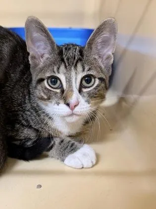 A baby small-sized male Domestic Short Hair cat named Virgo for adoption in Clarks Summit, PA