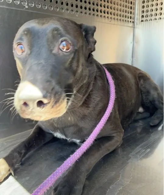 An adult large-sized female German Shepherd Dog dog named Sheila for adoption in Phoenix, AZ