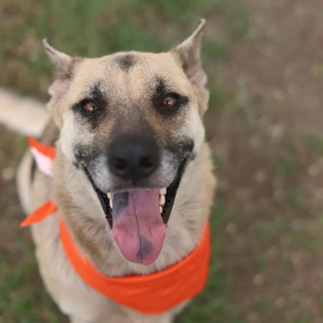 An adult medium-sized female German Shepherd Dog dog named Lyric for adoption in San Antonio, TX