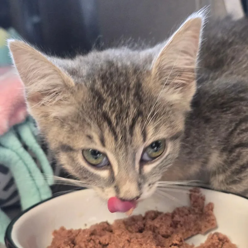A young medium-sized male Gray / Blue / Silver Domestic Short Hair cat named DeMarcus Jones for adoption in Huntsville, AL