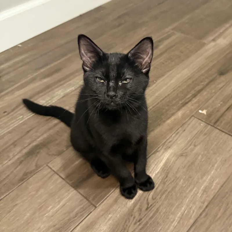 A baby medium-sized female Black Domestic Short Hair cat named Luna for adoption in Houston, TX