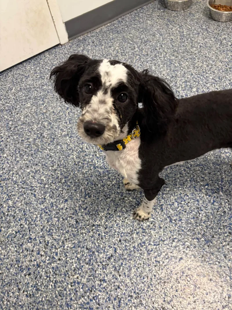 A young small-sized female Poodle dog named Precious for adoption in Breinigsville, PA