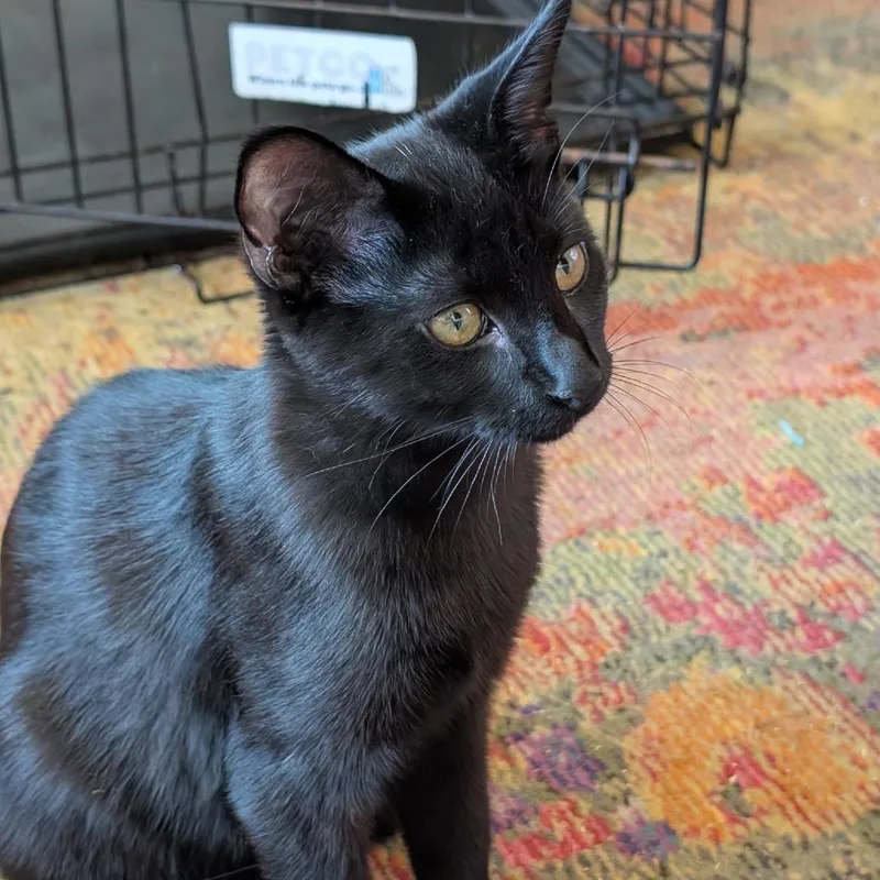 A baby small-sized male Black Domestic Short Hair cat named Luke for adoption in Los Angeles, CA