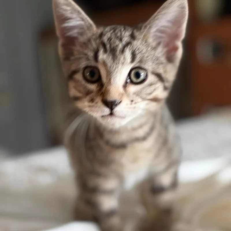 A baby small-sized male Brown / Chocolate Domestic Short Hair cat named Drop for adoption in South Elgin, IL