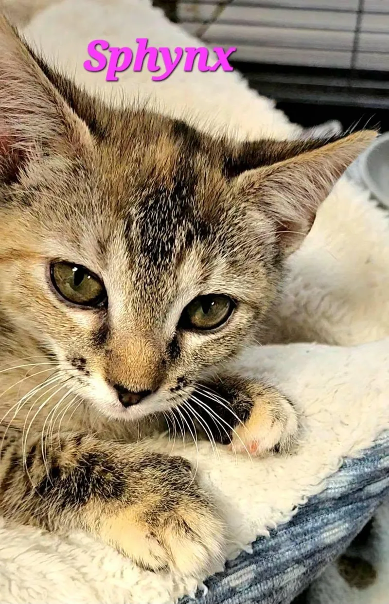 A baby medium-sized female Tortoiseshell Extra-Toes Cat / Hemingway Polydactyl cat named Sphynx for adoption in Macon, GA
