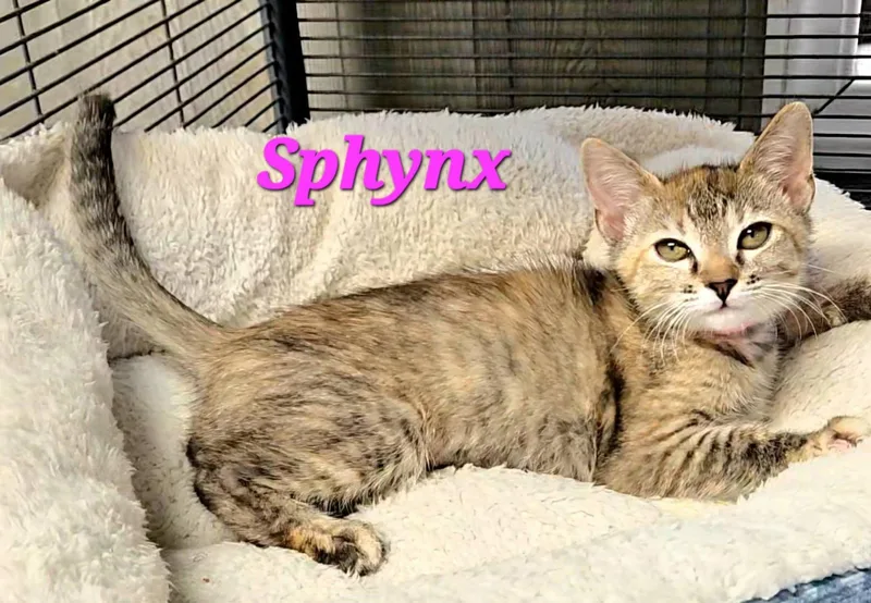 Sphynx thumbnail 3