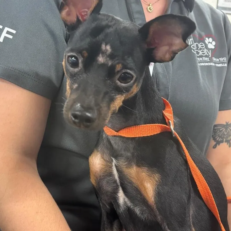 An adult small-sized male Black Miniature Pinscher dog named Reed for adoption in Tampa, FL