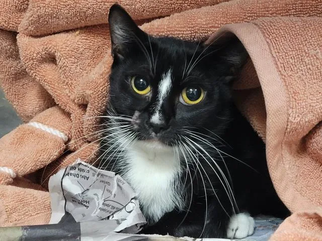 A young large-sized female Domestic Short Hair cat named Buttons for adoption in San Pedro, CA