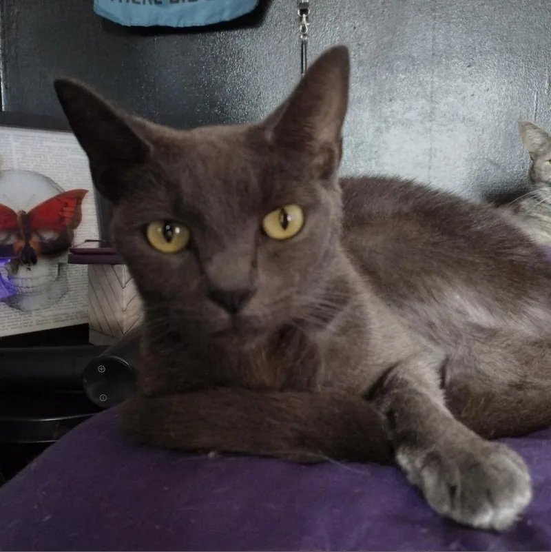 Midnight thumbnail 2