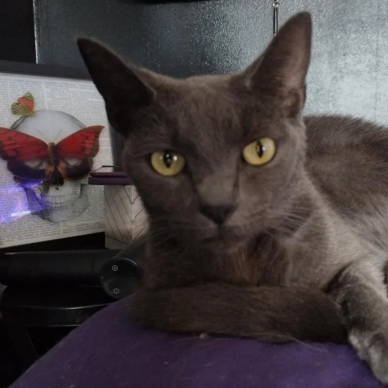 Midnight thumbnail 3