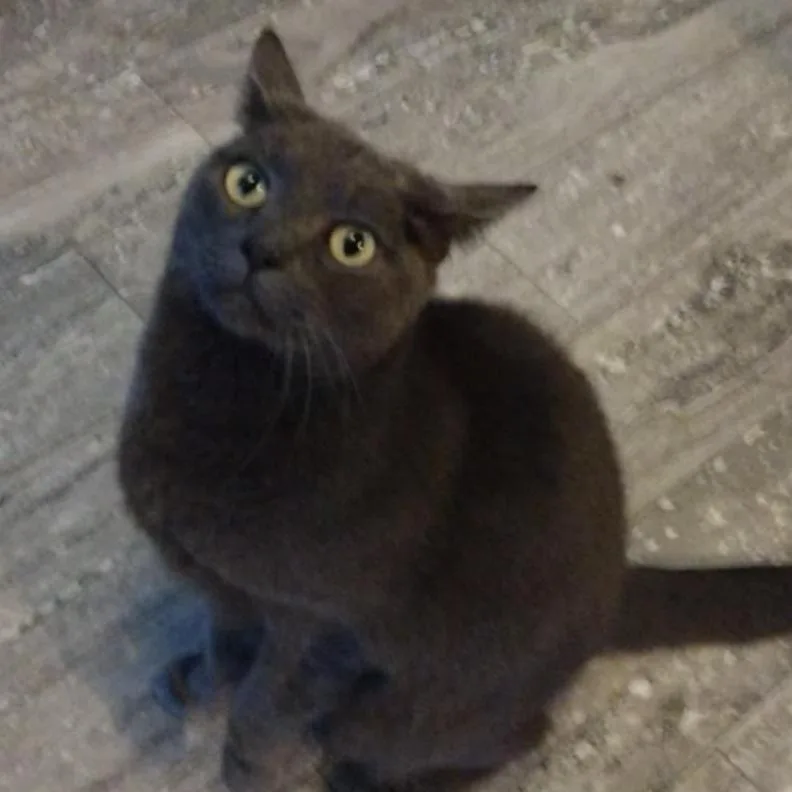 Midnight thumbnail 4