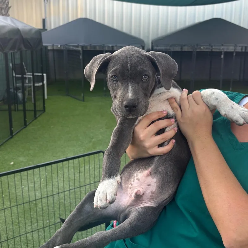A baby small-sized male Gray / Blue / Silver Pit Bull Terrier dog named Harvey for adoption in Tampa, FL