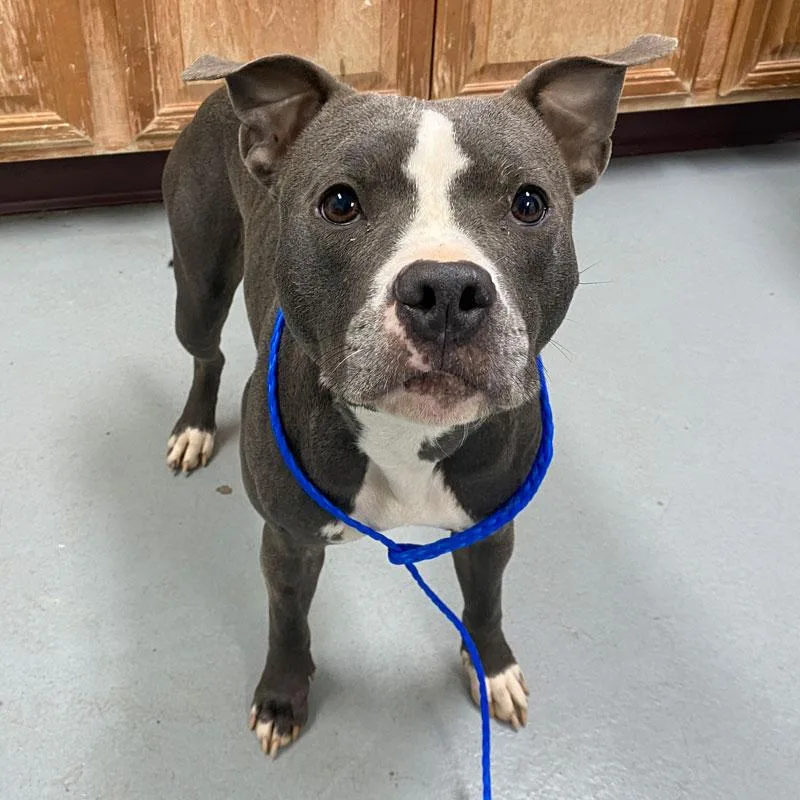 Sapphire thumbnail 2