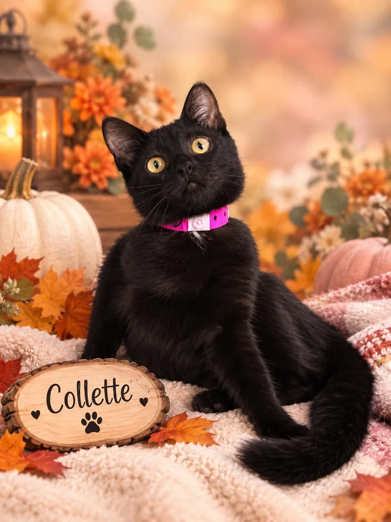 A baby medium-sized female Domestic Short Hair cat named Collette for adoption in Tavares, FL
