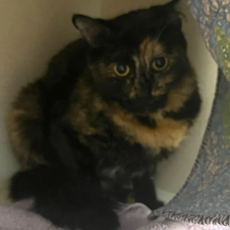 An adult medium-sized female Tortoiseshell Domestic Short Hair cat named Fresh Getaway for adoption in Tacoma, WA