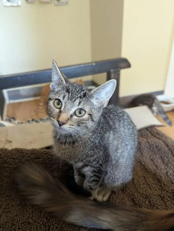 A young medium-sized male Tabby cat named Whippoorwill for adoption in Ocala, FL