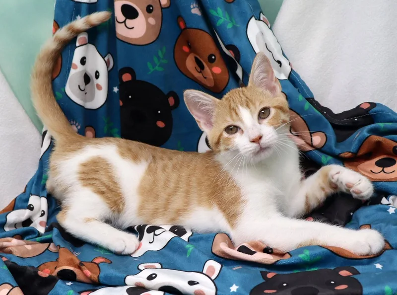 A baby medium-sized male Orange & White Domestic Short Hair cat named Heathcliff for adoption in Tierra Verde, FL