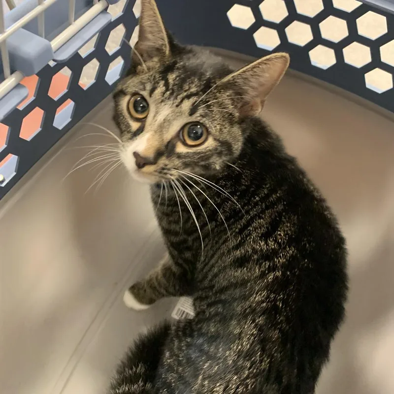 A young small-sized male Brown / Chocolate Domestic Short Hair cat named Bootsy for adoption in Philadelphia, PA