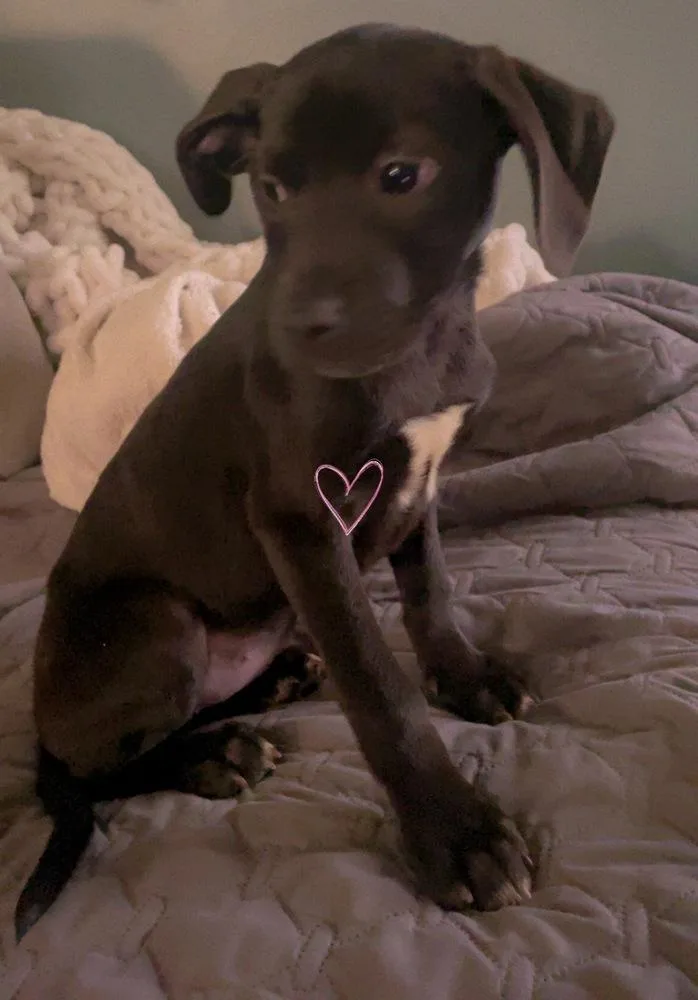 A baby large-sized female Tricolor (Brown, Black, & White) Mixed Breed dog named Sage for adoption in Lansing, MI
