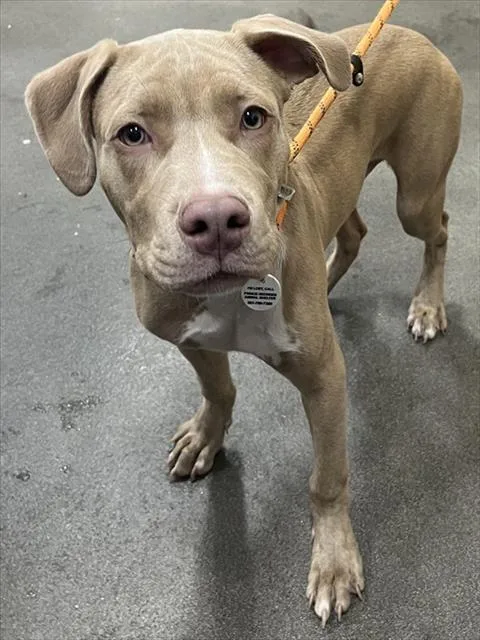 A young small-sized male Pit Bull Terrier dog named Hanzel for adoption in Upper Marlboro, MD