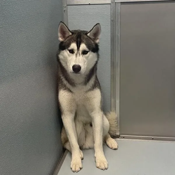 A young medium-sized male Siberian Husky dog named Ruger for adoption in Des Moines, IA