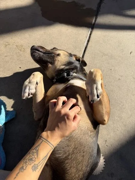 An adult medium-sized female German Shepherd Dog dog named Eva for adoption in San Diego, CA