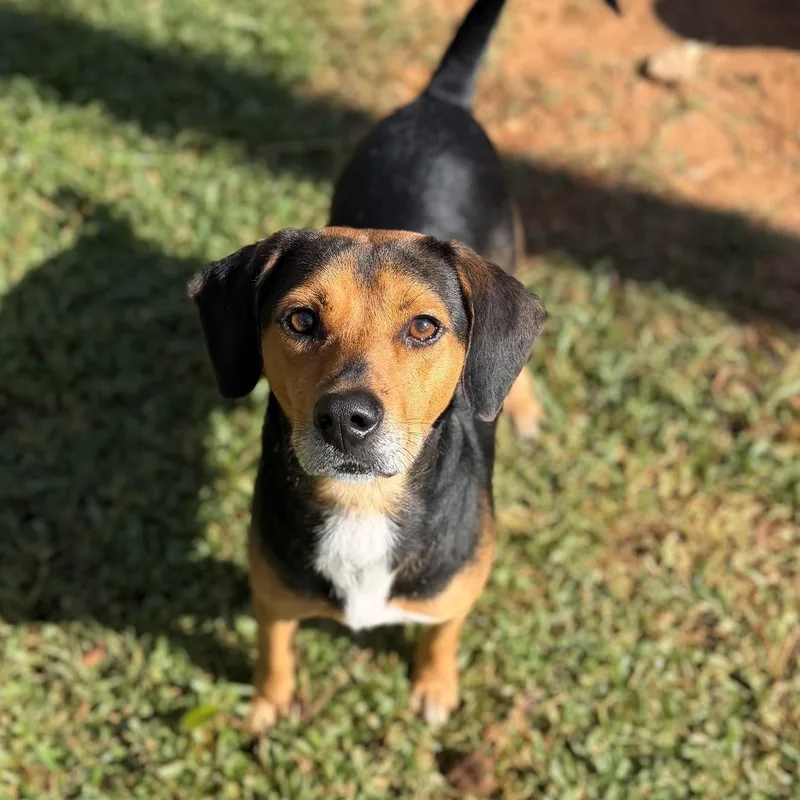 An adult medium-sized male Hound dog named Bean for adoption in Summerdale, AL