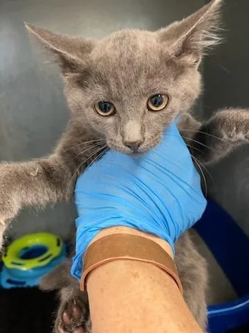 A baby small-sized female Domestic Short Hair cat named Florence for adoption in Mustang, OK