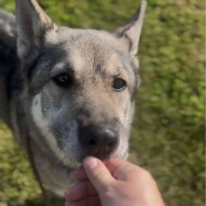 A senior medium-sized female Gray / Blue / Silver Siberian Husky dog named Willow for adoption in Marysville, OH