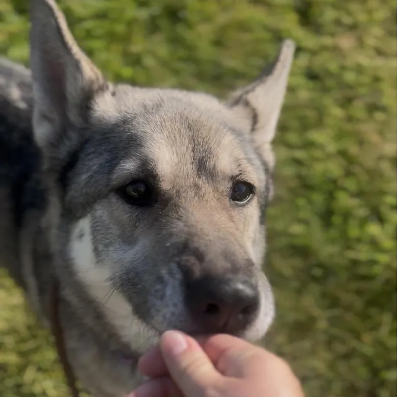Willow thumbnail 2