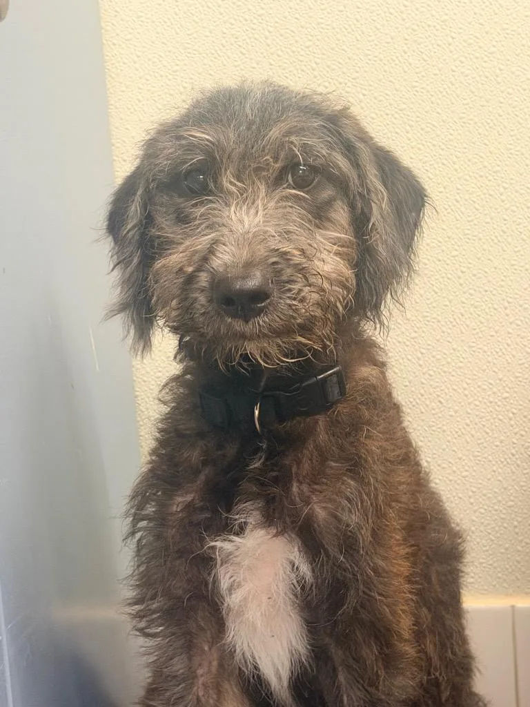 A baby medium-sized female Terrier dog named Willow for adoption in Neosho, MO