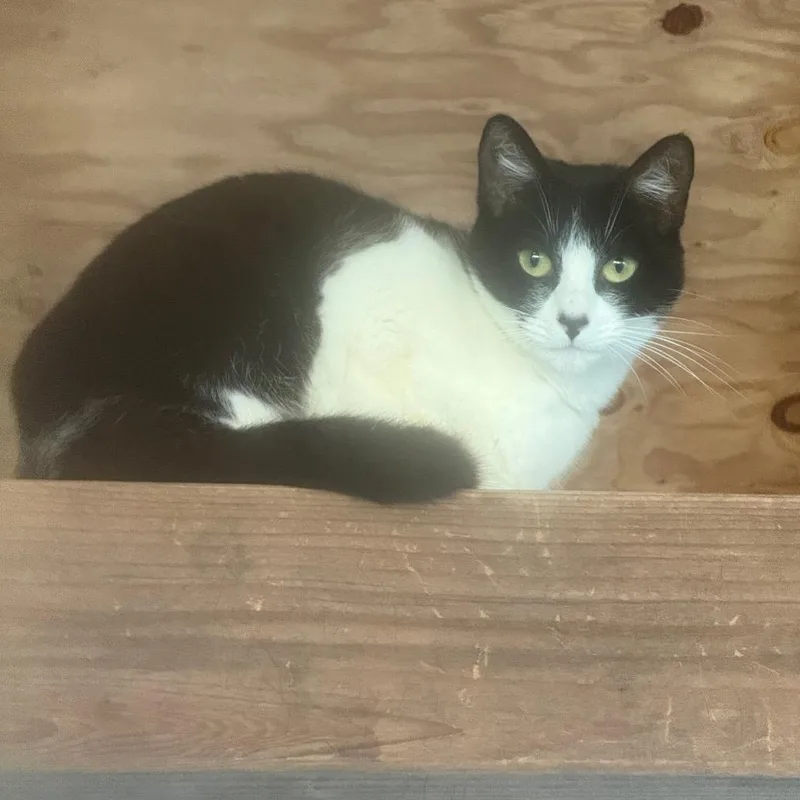 A young medium-sized female Black Domestic Medium Hair cat named Clare for adoption in Fort Bragg, CA
